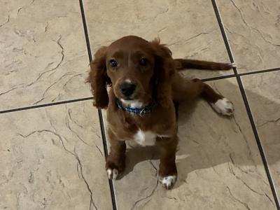 Red Cavapoo puppy male in Cork