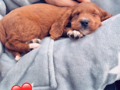 Red Cavapoo puppy male in Cork