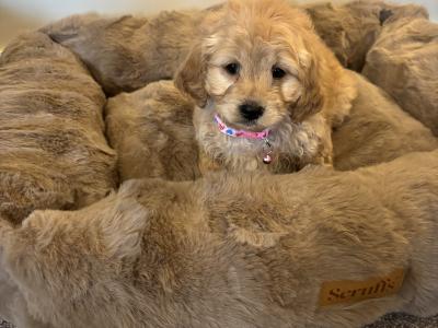Cavapoo puppies in Kilkenny