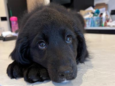 Last female Remaining - Golden Cocker Spaniel x Rough Collie puppy in Kildare