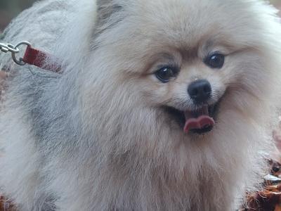 IKC Registered Miniature Pomeranian for Stud