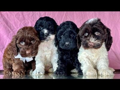 Vet checked miniature Doodle puppies in Cavan