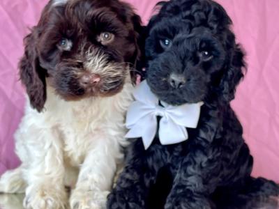 Vet checked miniature Doodle puppies in Cavan