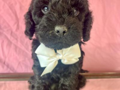 Vet checked miniature Doodle puppies in Cavan