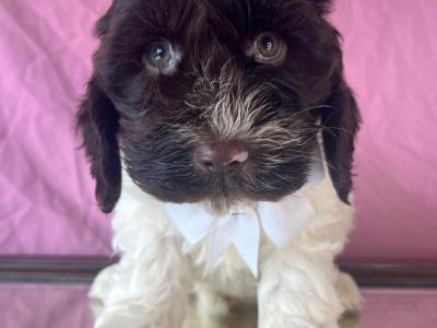 Vet checked miniature Doodle puppies in Cavan