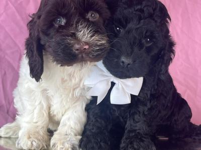 Vet checked miniature Doodle puppies in Cavan