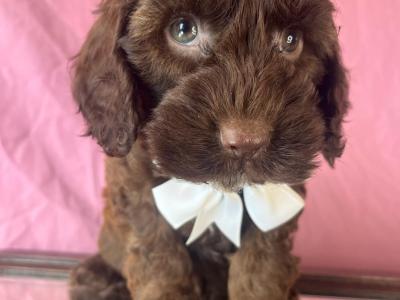 Vet checked miniature Doodle puppies in Cavan