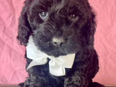 Vet checked miniature Doodle puppies in Cavan