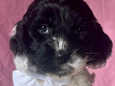 Vet checked miniature Doodle puppies in Cavan