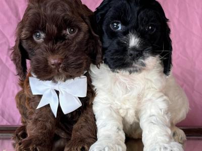 Vet checked miniature Doodle puppies in Cavan