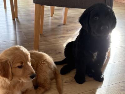 Golden Retriever x Border Collie puppies in Leitrim