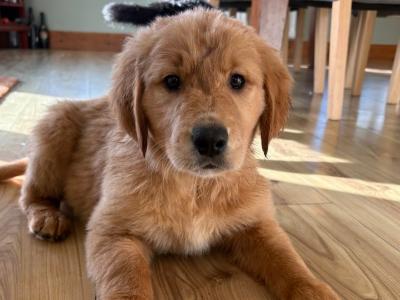 Golden Retriever x Border Collie puppies in Leitrim
