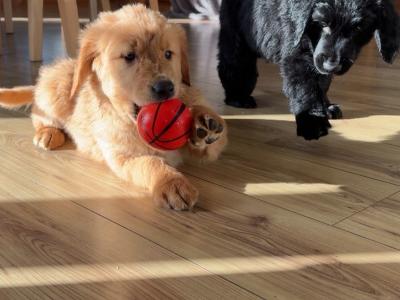 Golden Retriever x Border Collie puppies in Leitrim