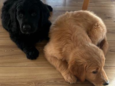 Golden Retriever x Border Collie puppies in Leitrim