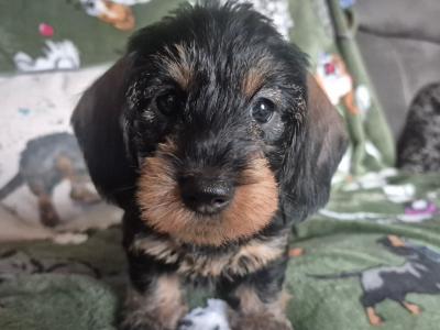 Miniature Wired Haired Dachshund puppies in Armagh (IKC Reg PENDING)