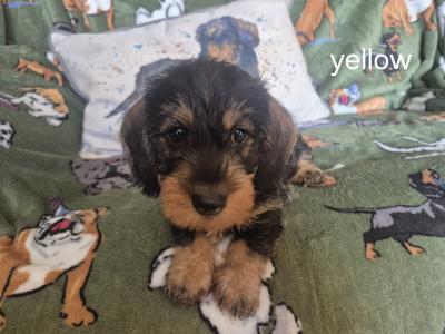 Miniature Wired Haired Dachshund puppies in Armagh (IKC Reg PENDING)