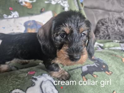 Miniature Wired Haired Dachshund puppies in Armagh (IKC Reg PENDING)