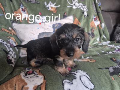 Miniature Wired Haired Dachshund puppies in Armagh (IKC Reg PENDING)