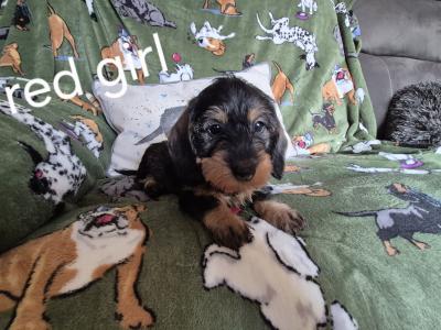 Miniature Wired Haired Dachshund puppies in Armagh (IKC Reg PENDING)