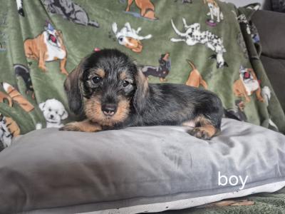 Miniature Wired Haired Dachshund puppies in Armagh (IKC Reg PENDING)
