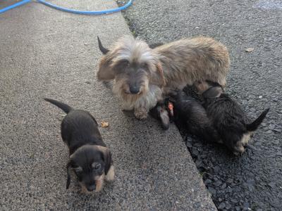 Miniature Wired Haired Dachshund puppies in Armagh (IKC Reg PENDING)