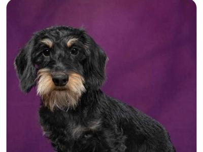 Miniature Wired Haired Dachshund puppies in Armagh (IKC Reg PENDING)