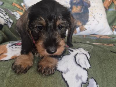 Miniature Wired Haired Dachshund puppies in Armagh (IKC Reg PENDING)