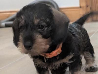 Miniature Wired Haired Dachshund puppies in Armagh (IKC Reg PENDING)