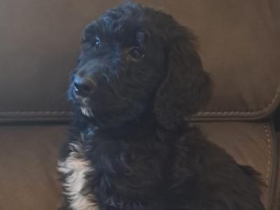 Irish Doodle puppies in Offaly