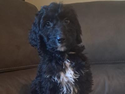 Irish Doodle puppies in Offaly