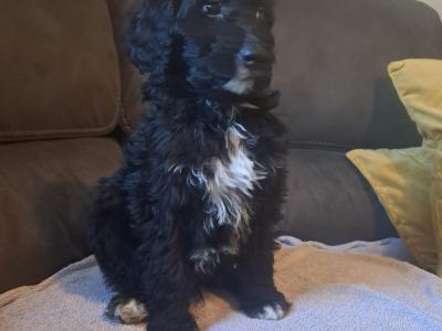 Irish Doodle puppies in Offaly