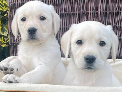Goldadore puppies (Golden Retriever x Labrador) for sale in Tipperary