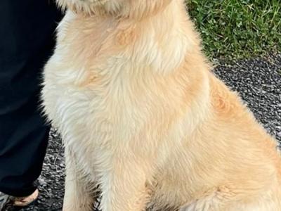 7 month old male Golden Retriever in Galway– IKC Registered 💛