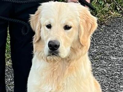 7 month old male Golden Retriever in Galway– IKC Registered 💛