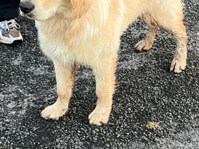 7 month old male Golden Retriever in Galway– IKC Registered 💛