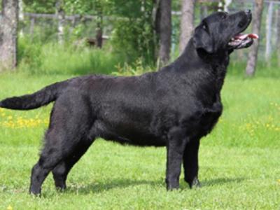 Top Quality Pedigree Black Labrador Show puppies in Armagh