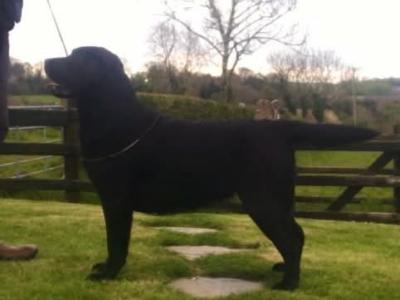 Top Quality Pedigree Black Labrador Show puppies in Armagh
