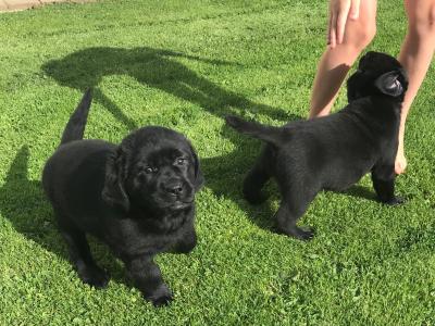 Top Quality Pedigree Black Labrador Show puppies in Armagh