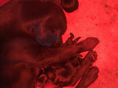 Top Quality Pedigree Black Labrador Show puppies in Armagh