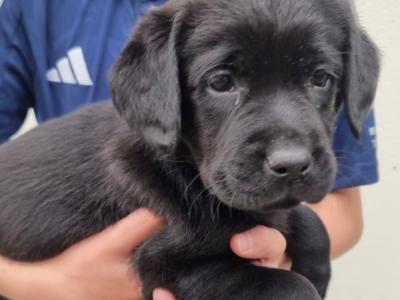 Top Quality Pedigree Black Labrador Show puppies in Armagh