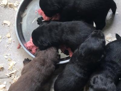 Top Quality Pedigree Black Labrador Show puppies in Armagh
