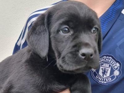 Top Quality Pedigree Black Labrador Show puppies in Armagh