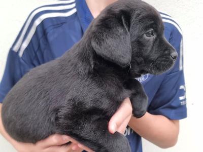 Top Quality Pedigree Black Labrador Show puppies in Armagh