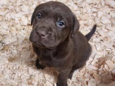 Top Quality Pedigree Black Labrador Show puppies in Armagh