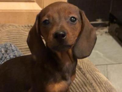 IKC Registered Miniature Dachshund puppies in Galway