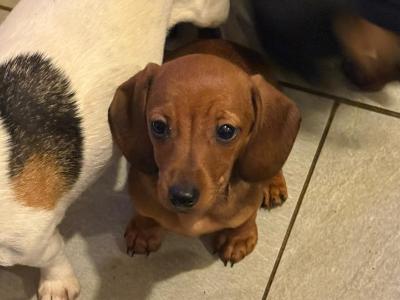 IKC Registered Miniature Dachshund puppies in Galway