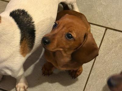 IKC Registered Miniature Dachshund puppies in Galway