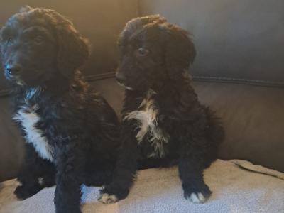 Irish Doodle puppies in Offaly