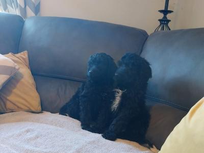 Irish Doodle puppies in Offaly