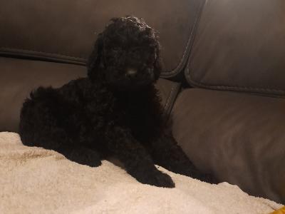 Irish Doodle puppies in Offaly